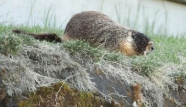 First sighting of yellow-bellied marmot in Prince George