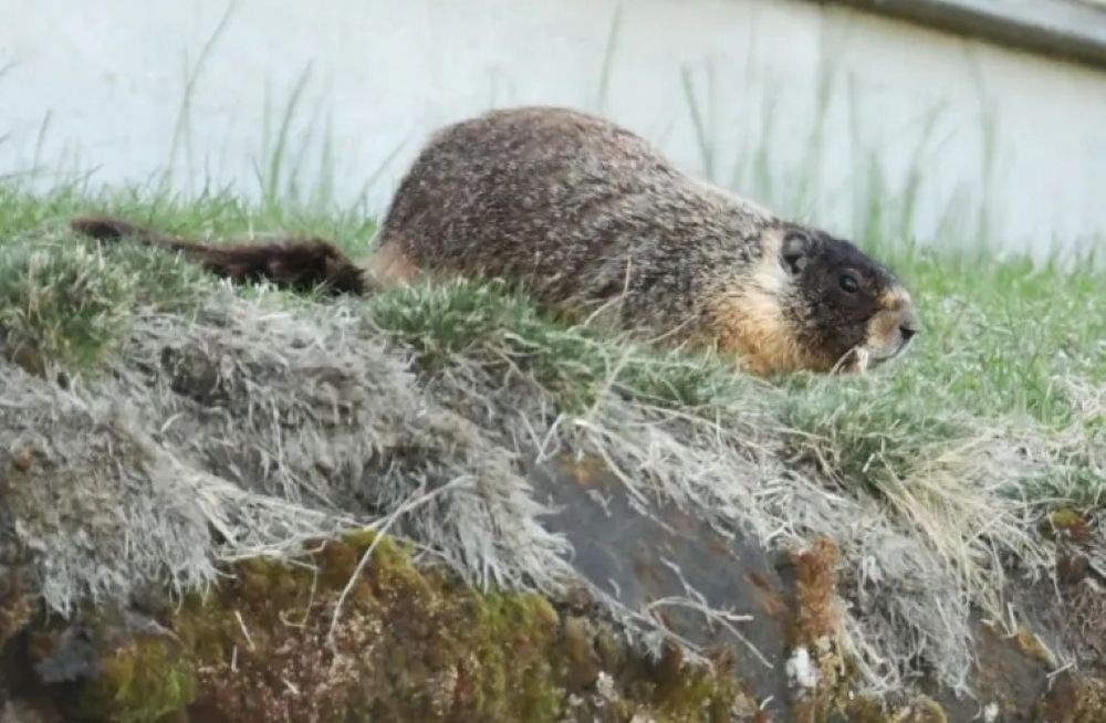 First sighting of yellow-bellied marmot in Prince George