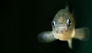As federal scientists faced turmoil, the Devils Hole pupfish reached a crisis point : NPR