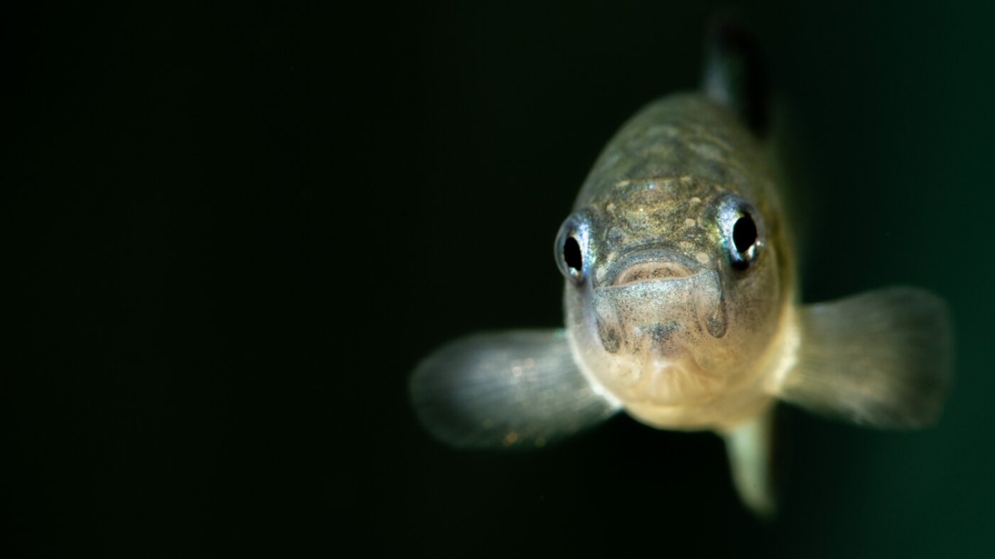 As federal scientists faced turmoil, the Devils Hole pupfish reached a crisis point : NPR