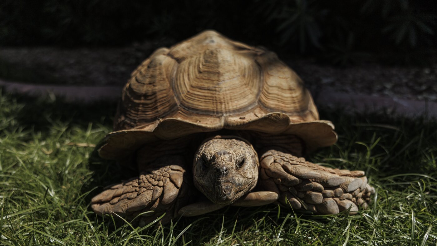A giant tortoise got lost and found a new home : NPR