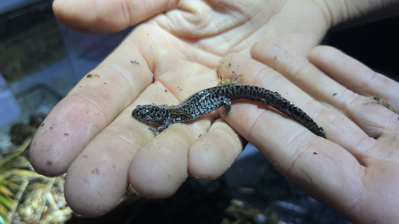 On 'the world’s itchiest scavenger hunt,' to save a rare salamander : NPR