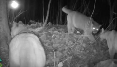 First footage of wild cougar with kittens captured in Minnesota