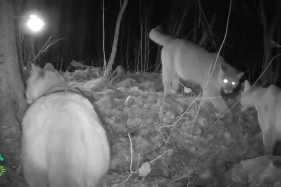 First footage of wild cougar with kittens captured in Minnesota