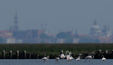 Flamingos in Venice reach record numbers as restored wetlands expand habitat