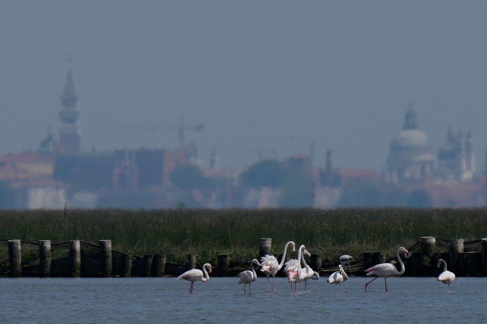 Flamingos in Venice reach record numbers as restored wetlands expand habitat