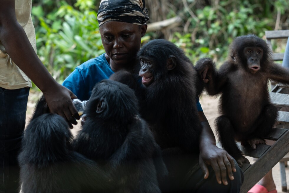 How motherly affection helps orphan bonobos thrive in Congo