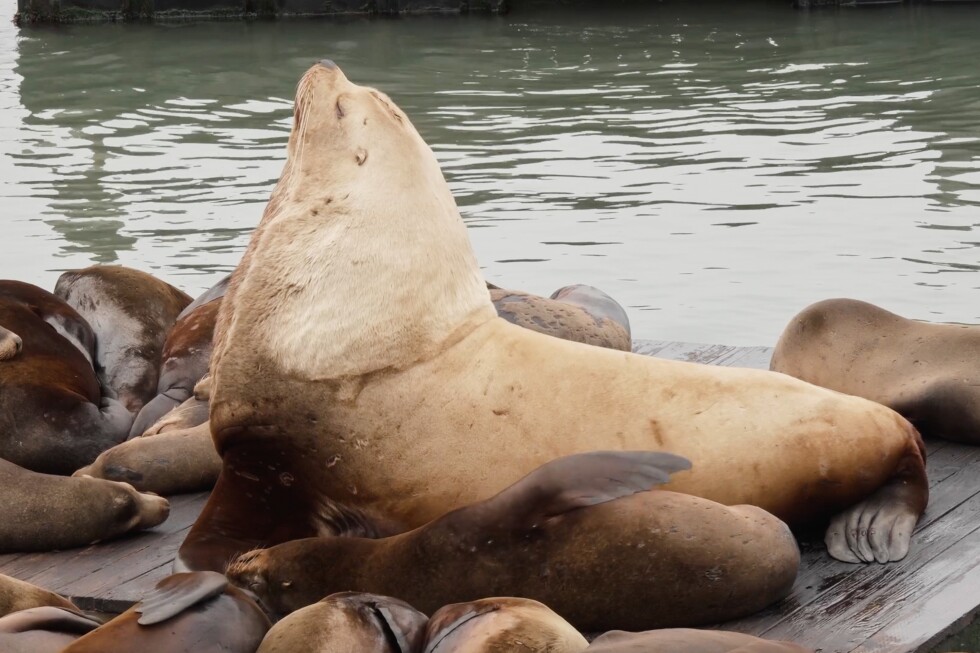 Chonkers the Steller sea lion draws crowds at San Francisco's Pier 39