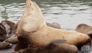 'Chonkers,' the massive sea lion, is drawing crowds at San Francisco pier