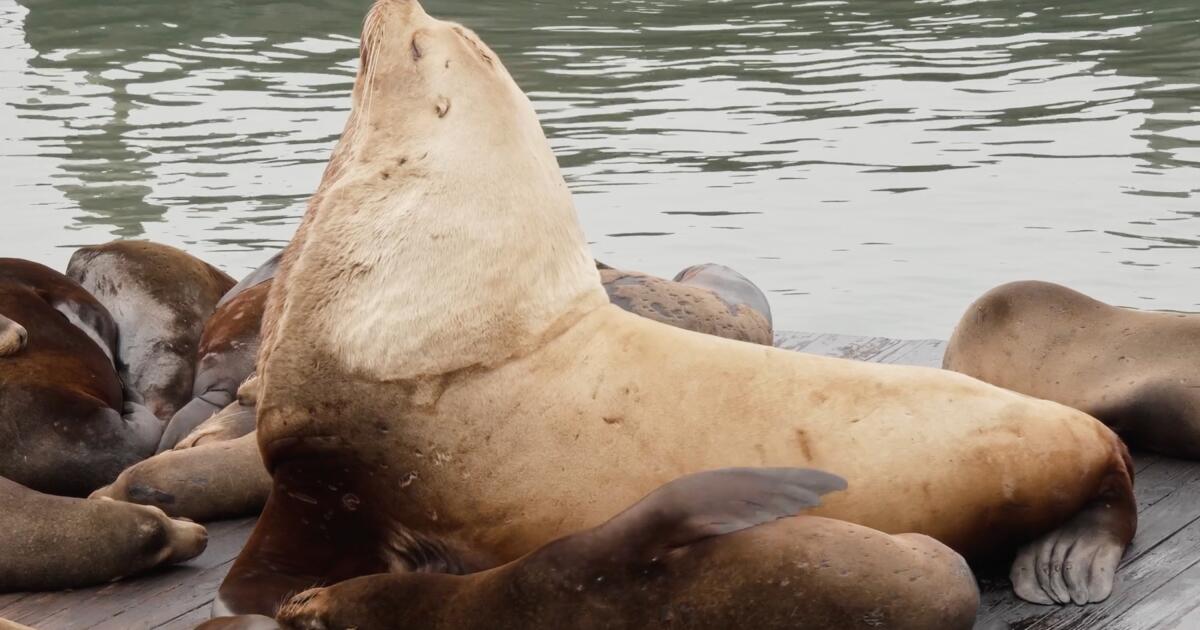 'Chonkers,' the massive sea lion, is drawing crowds at San Francisco pier