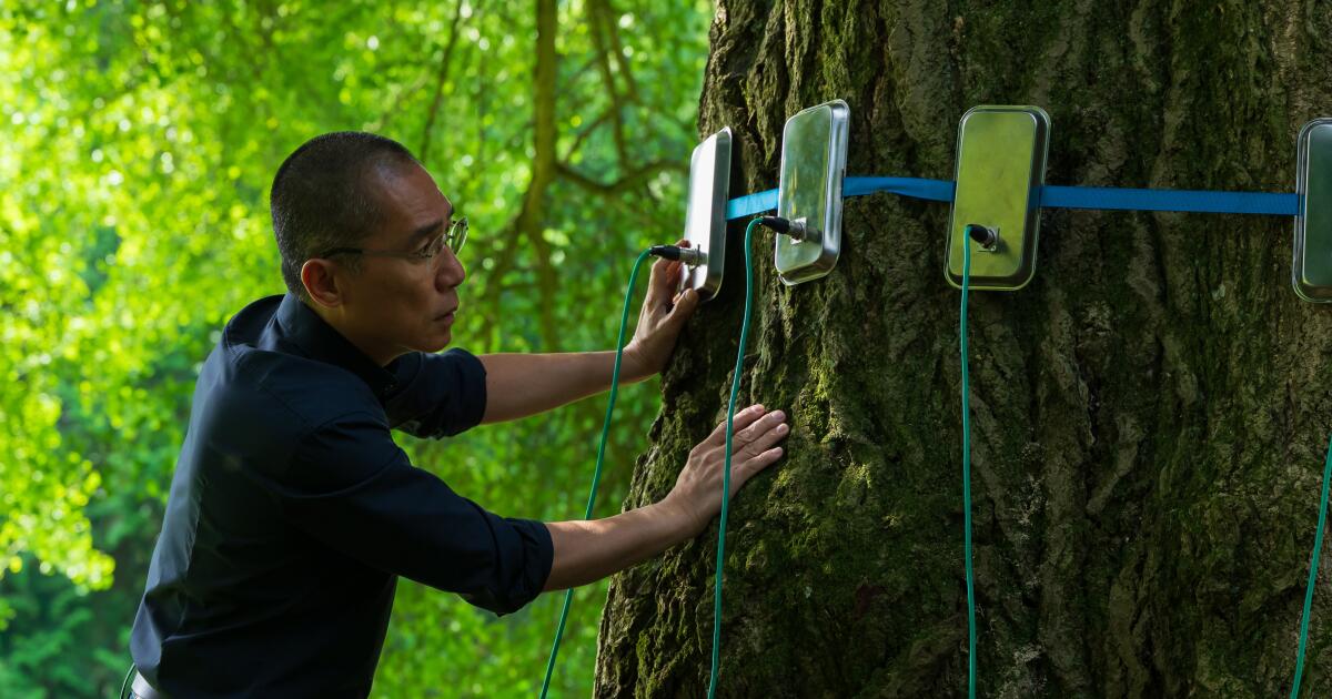 'Silent Friend' review: A gingko with a mind of its own charms Tony Leung