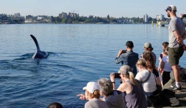 Orcas cruise into Inner Harbour, put on show at Ogden Point