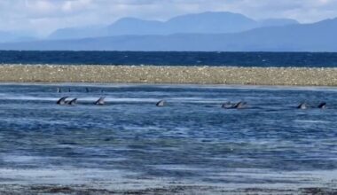Dolphins make it out of B.C. tidal pool after 12 hours