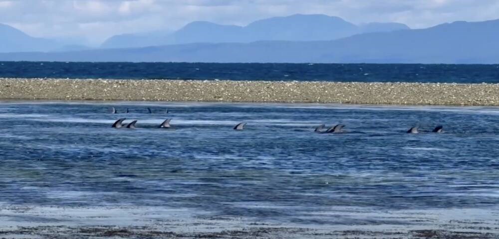 Dolphins make it out of B.C. tidal pool after 12 hours