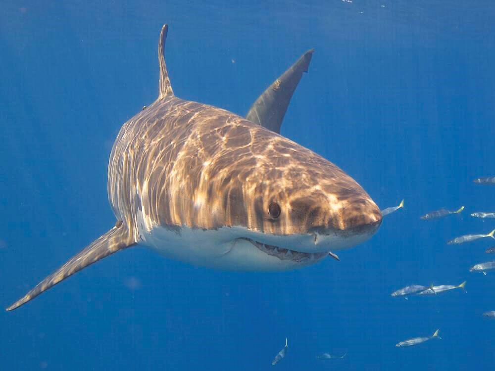 Great white shark found near Island again might be pregnant