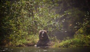 Warnings issued after grizzly spotted on Vancouver Island