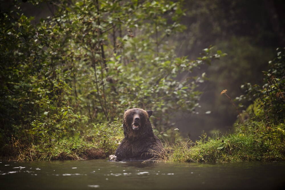 Warnings issued after grizzly spotted on Vancouver Island