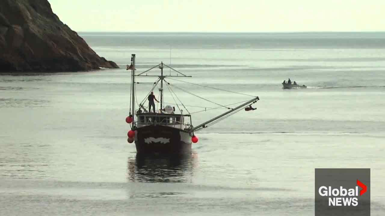 Click to play video: 'New Dalhousie University study focuses on the alarming number of lost fishing gear at sea'