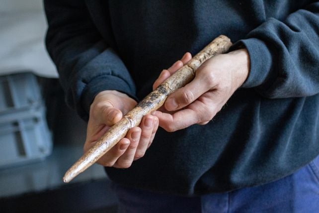 Earliest Known Whale Bone Tools Discovered in Europe's Museum Collections