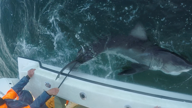 An OCEARCH and Tancook Islands Marine Field team tagging Nori, a young white shark, off Mahone Bay in Nova Scotia in Oct. 2025.