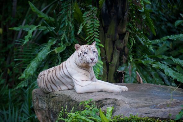 white tiger white tiger