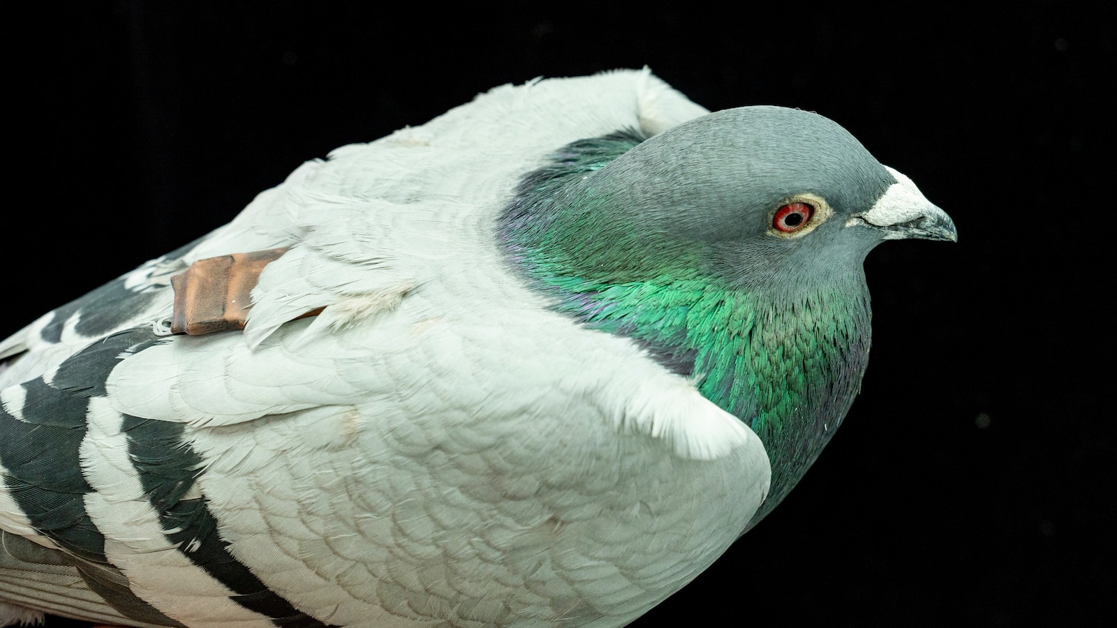 Pigeons may be navigating with their liver, study suggests