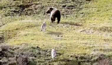 Bold Yellowstone Coyotes Charge Grizzly That Got Too Close To Their Pup Den