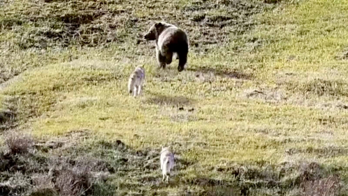 Bold Yellowstone Coyotes Charge Grizzly That Got Too Close To Their Pup Den