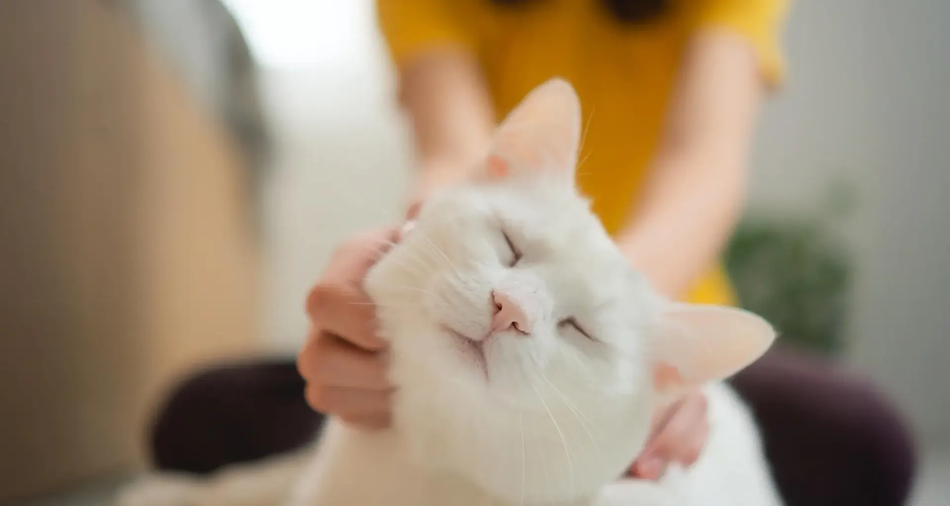 Scientists say house cats could help unlock new cancer treatments for humans