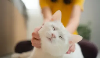 Scientists say house cats could help unlock new cancer treatments for humans