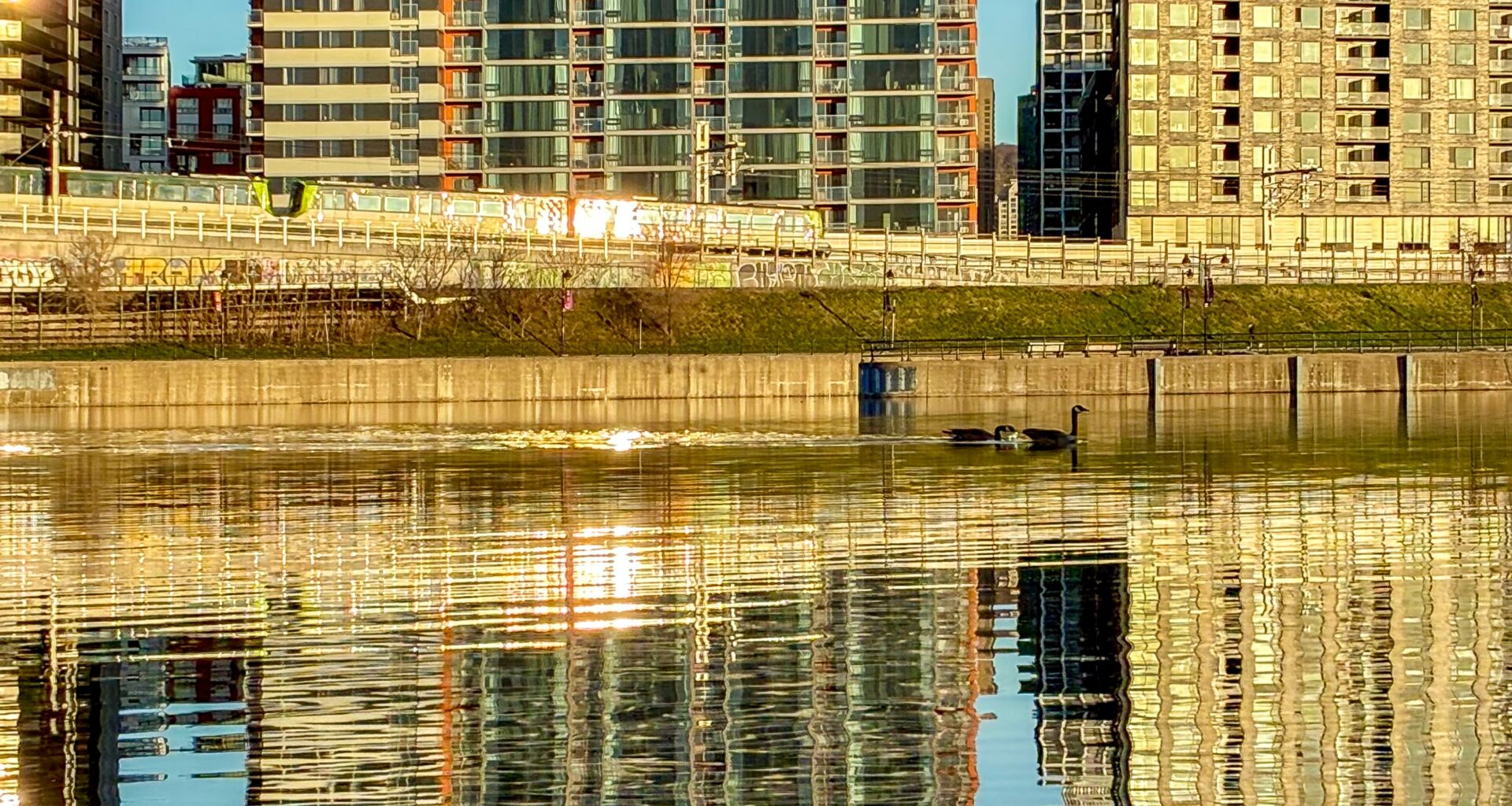 Buildings appear golden in the sunlight and are reflected in the water of a canal as geese swim along.