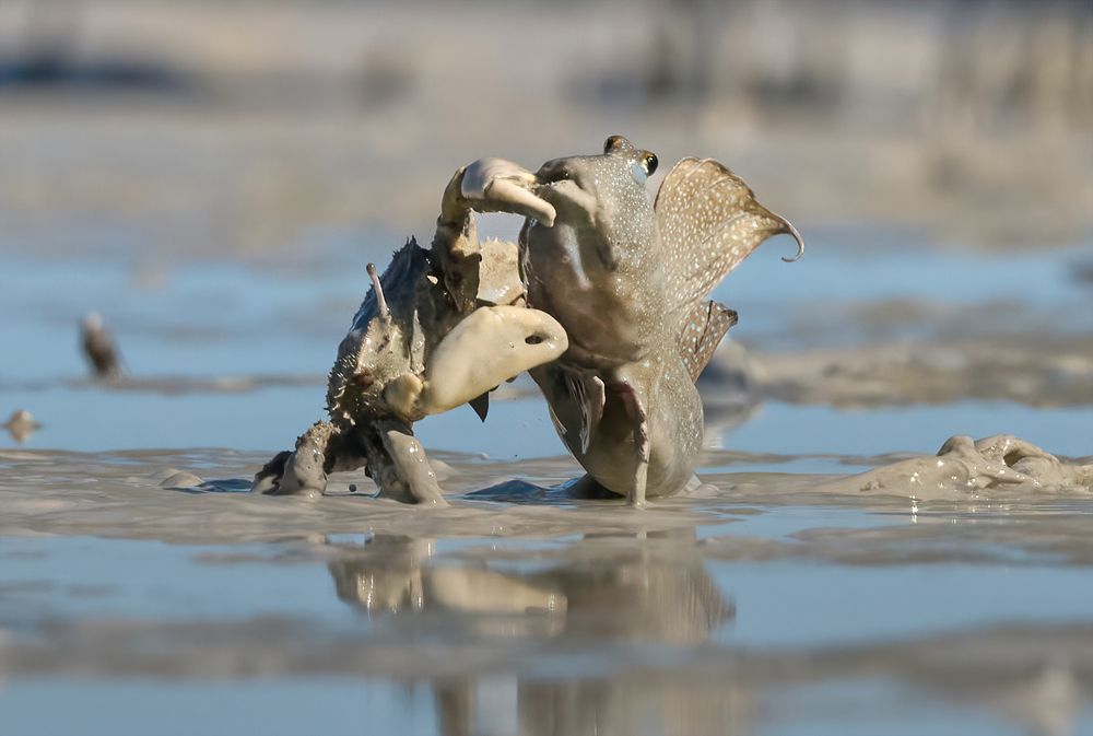 Crab snaps fish out of muddy water.