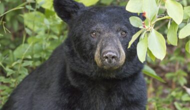 Bears are awake and they're hungry!