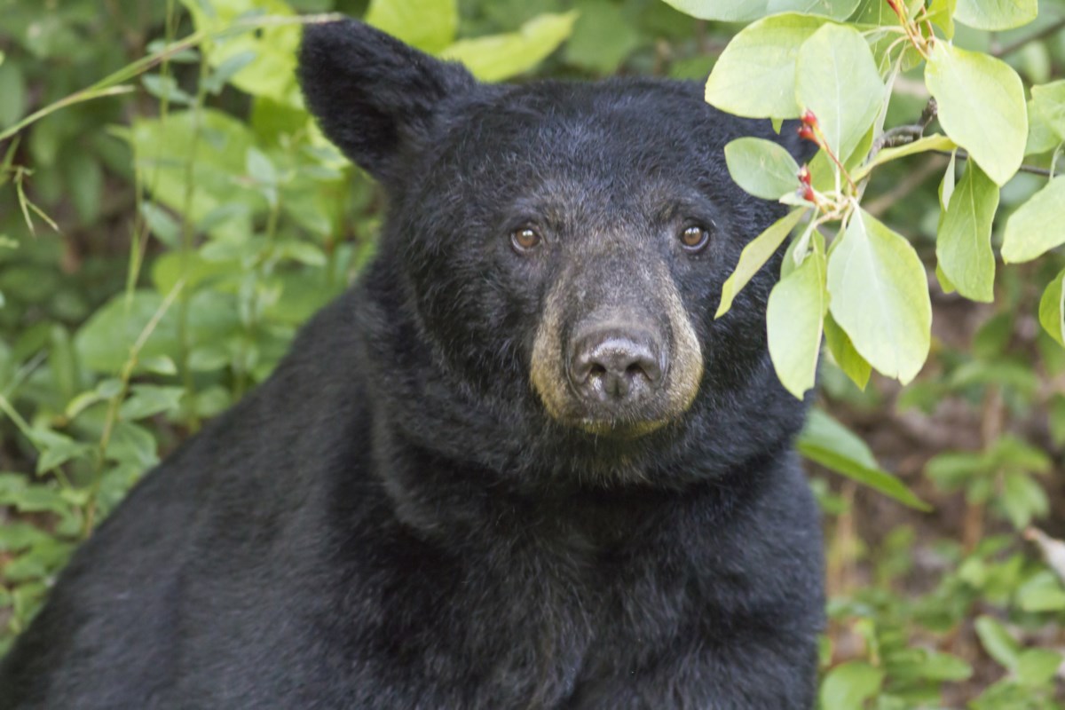 Bears are awake and they're hungry!