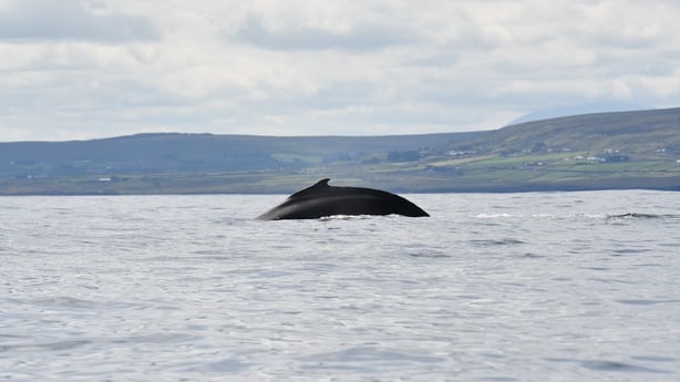Humpback whales seen off the Irish coast