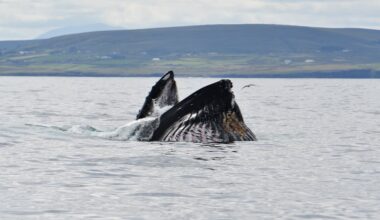 Humpback whales visiting coast earlier each year