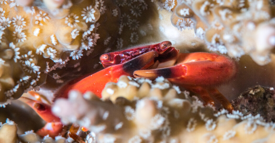 New Coral Study Identifies Areas Where Reefs Are Hanging On