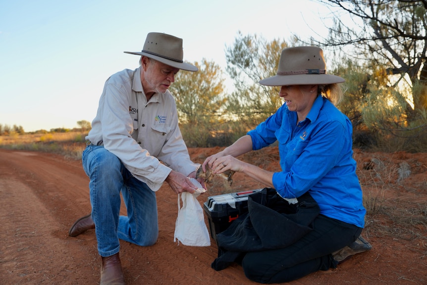 A man in a khaki shirt and hat kneels and holds a bag open for a woman to place a golden bandicoot inside at Wild Deserts.