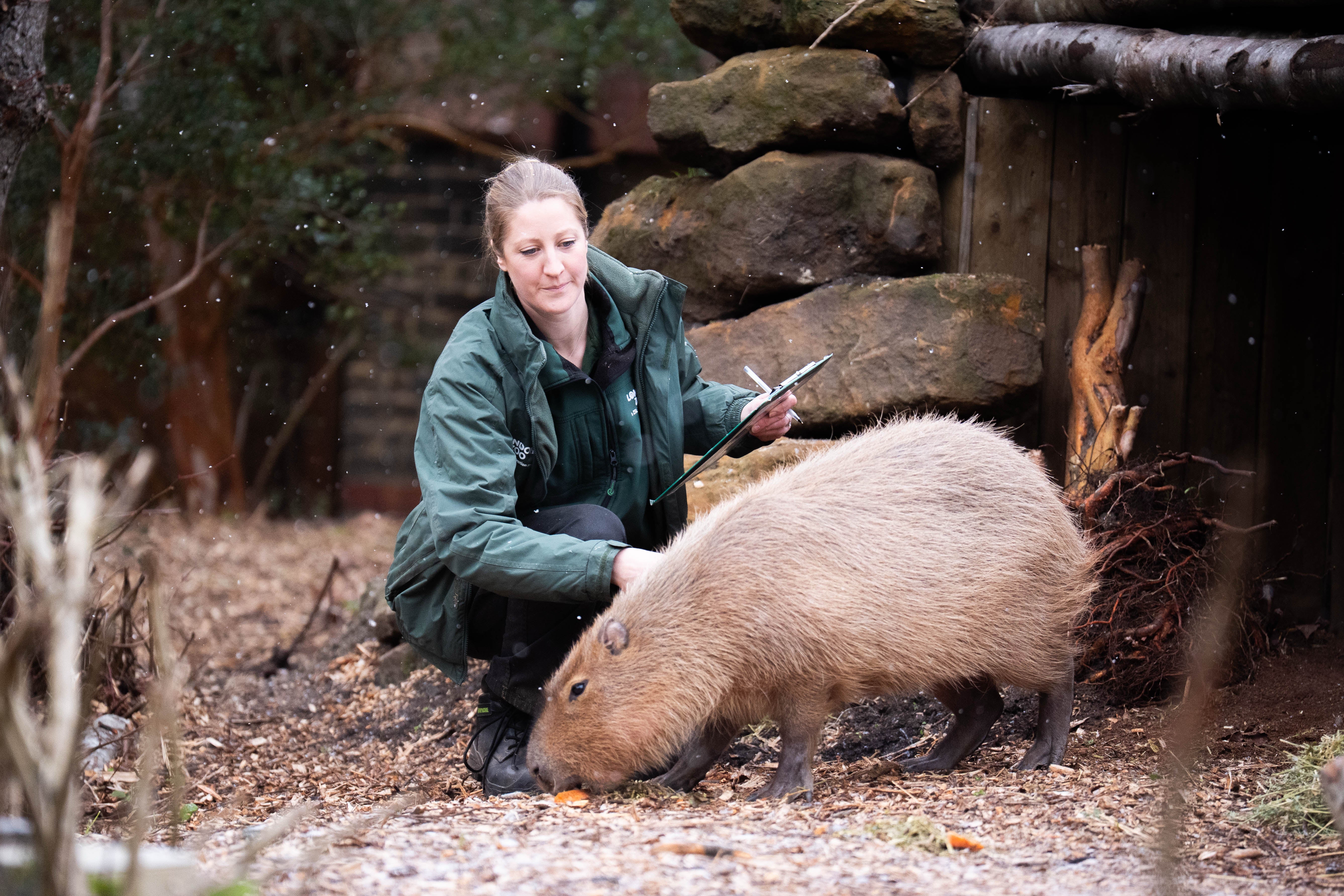 A zoo keeper counts capybaras during the annual stocktake at ZSL London Zoo in central London
