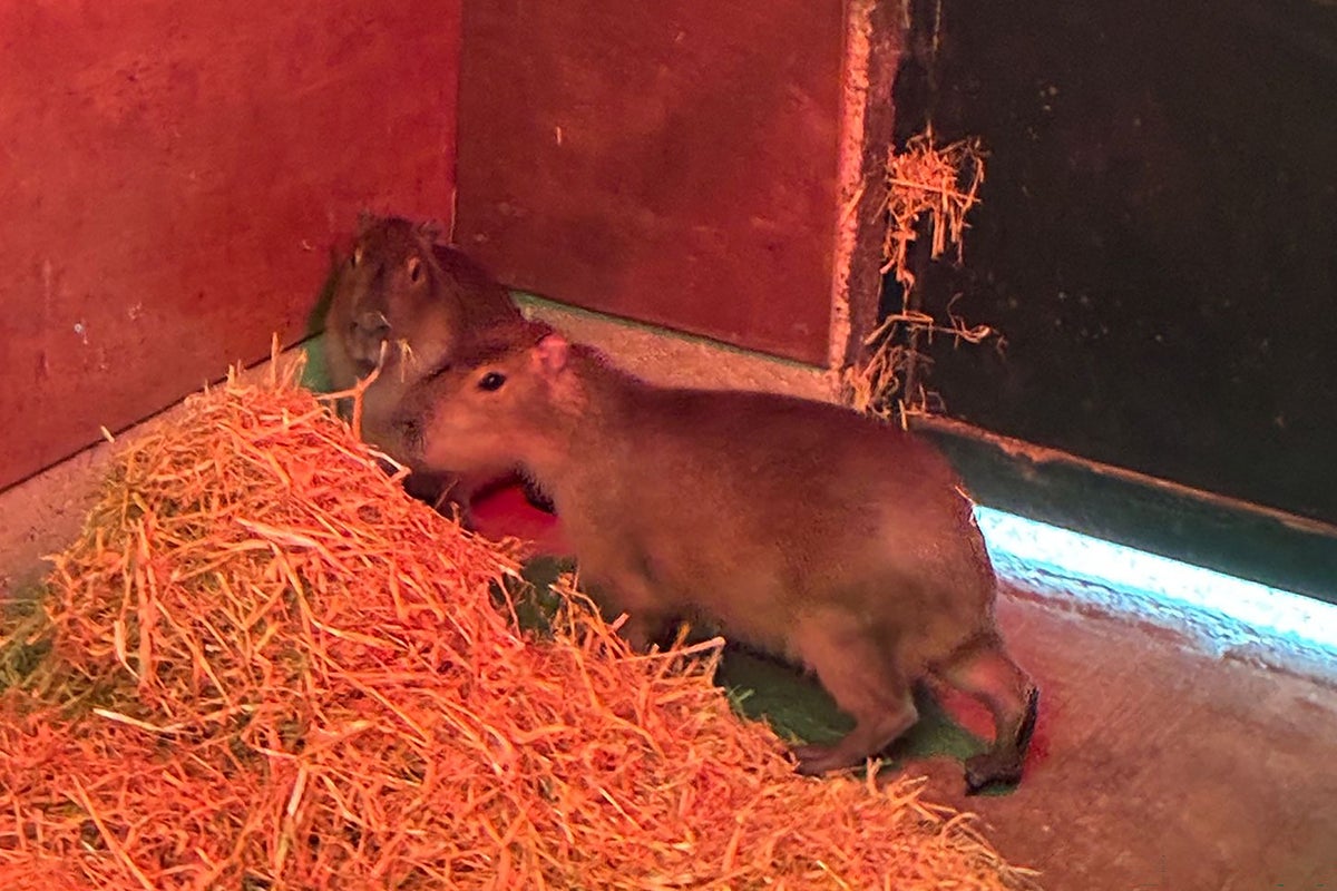Escaped capybara becomes village celebrity after evading capture for 10 weeks