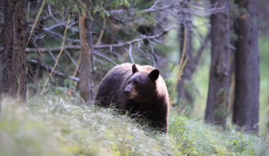 Colorado hiker says black bear attacked from behind, ignored shouts, and followed her for 30 minutes