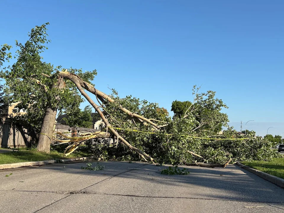 A broken tree lies across Scurfield Boulevard in Winnipeg's Whyte Ridge neighbourhood on June 30, 2026.