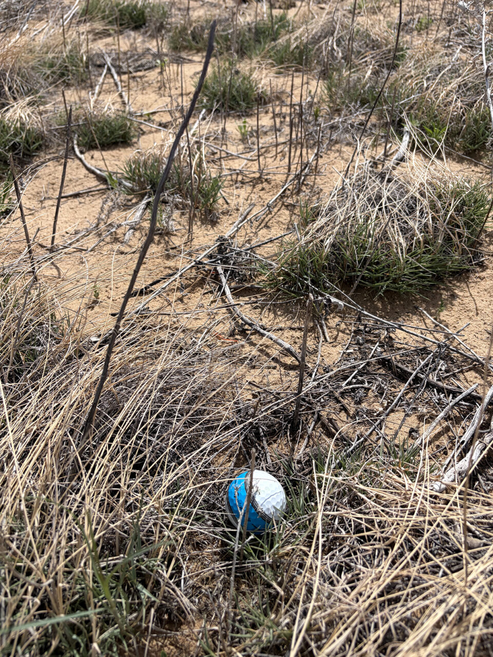 A white-and-blue golf ball stuck in the rough on the 12th hole at Rodeo Dunes in Roggen, Colorado