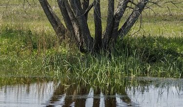 A willow stands beside a dugout filled by the recent rain near Redland, Ab., on Wednesday, June 10, 2026.