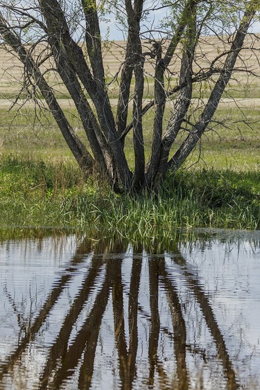 A willow stands beside a dugout filled by the recent rain near Redland, Ab., on Wednesday, June 10, 2026.