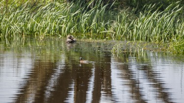 A phalarope swims through the reflection of a willow standing beside a dugout filled by the recent rain near Redland, Ab., on Monday, June 8, 2026.
