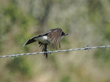 A kingbird takes off after a bug near Redland, Ab., on Monday, June 8, 2026.