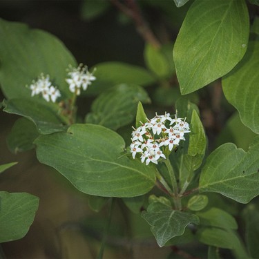 Osier dogwood blossoms near Redland, Ab., on Monday, June 8, 2026.