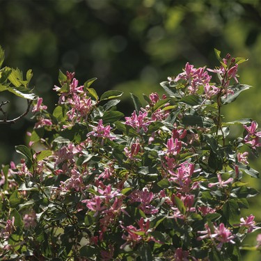 A honeysuckle bush gone feral near Redland, Ab., on Monday, June 8, 2026.