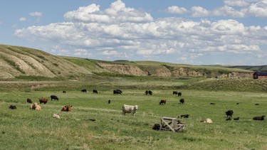 Cattle on fresh green grass near Redland, Ab., on Monday, June 8, 2026.